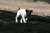 FOX TERRIER POIL LISSE 209